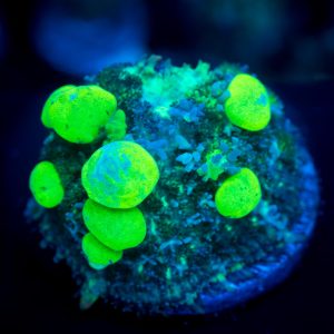 Biohaz