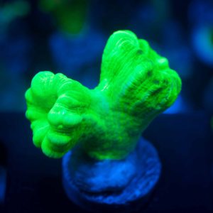 Neon Trumpet 51944